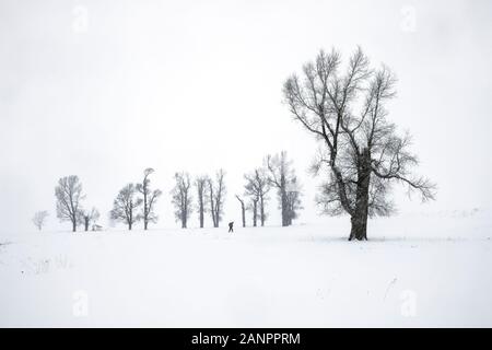 WY03626-00...WYOMING - pioppi neri americani alberi durante una tempesta di neve nel Lamar Valle del Parco Nazionale di Yellowstone. Foto Stock