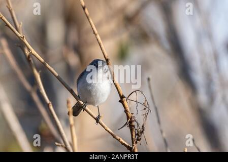 Vigile femmina grigio blu Gnatcatcher appollaiato sul ramo di bush guardando a destra a lei dritto. Foto Stock