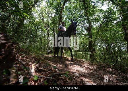 SABUCEDO, Spagna - 6-7 luglio 2019 - La Rapa Das Bestas (tranciatura delle bestie) 2019 tenutasi a Sabucedo Galizia Spagna Foto Stock