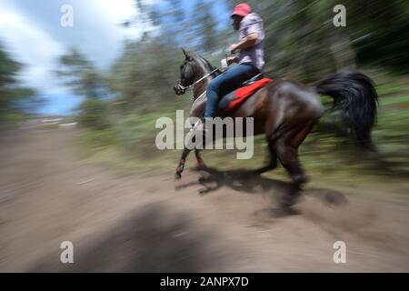 SABUCEDO, Spagna - 6-7 luglio 2019 - La Rapa Das Bestas (tranciatura delle bestie) 2019 tenutasi a Sabucedo Galizia Spagna Foto Stock