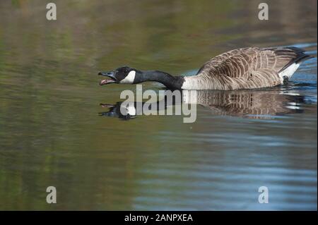 Canada Goose comportamento aggressivo Foto Stock