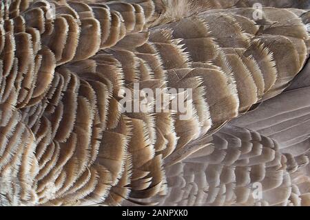 Close-up di Canada Goose piume Foto Stock