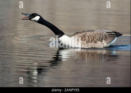 Canada Goose comportamento aggressivo Foto Stock