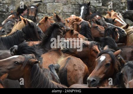 SABUCEDO, Spagna - 6-7 luglio 2019 - La Rapa Das Bestas (tranciatura delle bestie) 2019 tenutasi a Sabucedo Galizia Spagna Foto Stock