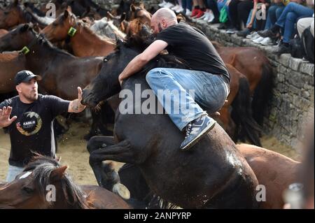 SABUCEDO, Spagna - 6-7 luglio 2019 - La Rapa Das Bestas (tranciatura delle bestie) 2019 tenutasi a Sabucedo Galizia Spagna Foto Stock