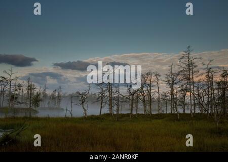 Sunrise a foggy palude con piccoli alberi morti coperto di mattina presto. Foto Stock