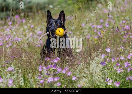 Black pastore tedesco è in esecuzione su un campo con la fioritura del prato Foto Stock