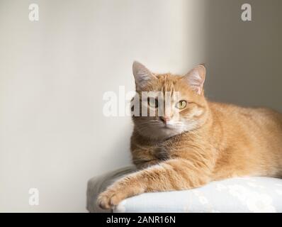 Divertente gatto rosso in casa accogliente atmosfera. Giacente tabby ginger cat. Guardando lo zenzero cat, seduto sulla sedia. Il piacere di colore arancione cat seduto sulla sedia e Foto Stock