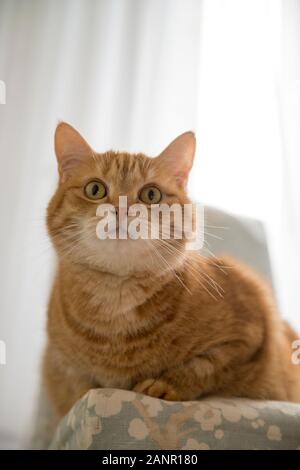 Divertente gatto rosso in casa accogliente atmosfera. Giacente tabby ginger cat. Guardando lo zenzero cat, seduto sulla sedia. Il piacere di colore arancione cat seduto sulla sedia e Foto Stock