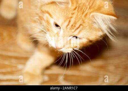 Divertente gatto rosso in casa accogliente atmosfera. Giacente tabby ginger cat. Guardando lo zenzero cat, seduto sulla sedia. Il piacere di colore arancione cat seduto sulla sedia e Foto Stock