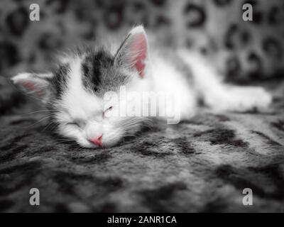 Un grazioso piccolo gattino dorme in una nuova casa su un spotted leopard colore plaid. Carino sleeping kitty Foto Stock