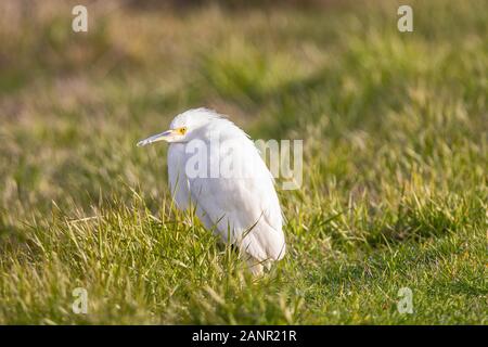 Un piccolo Egret al San Luis National Wildlife Refuge Nella Valle Centrale della California USA Foto Stock