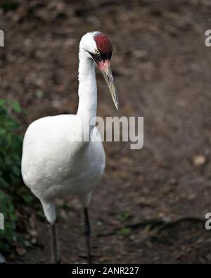 Gru convulsa immagine alto permanente la visualizzazione di piume bianche piumaggio, corona rossa sulla sua testa, il becco, occhio con un bokeh sfondo nel suo ambiente. Foto Stock