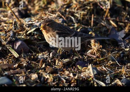 Alimentazione di Twite sulla strandline Foto Stock