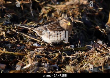 Alimentazione di Twite sulla strandline Foto Stock