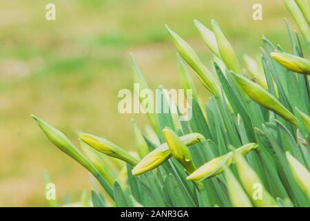 Bella fresca sorgente narcisi in primavera Foto Stock