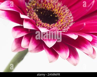 Bella pink gerbera daisy flower isolato da vicino Foto Stock