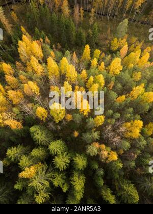 Giallo chiome di alberi decidui in autunno Foto Stock