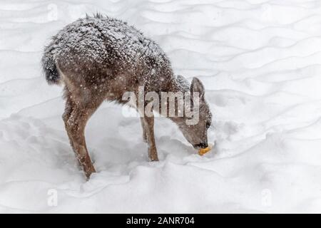 Un lone Blacktail deer fawn sorge nella neve, curvò fino contro il freddo, la sua pelliccia coperta in fiocchi di neve, mangiando un apple. Foto Stock