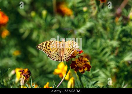 Farfalla sul fiore di arancia in giardino Foto Stock