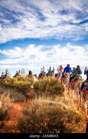 Un cammello tour tramonto nell'outback australiano. Uluru, Territorio del Nord, l'Australia Foto Stock