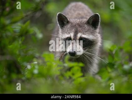 Un raccoon in una palude Foto Stock