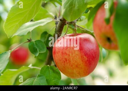 Mela Rossa close-up su apple tree Foto Stock