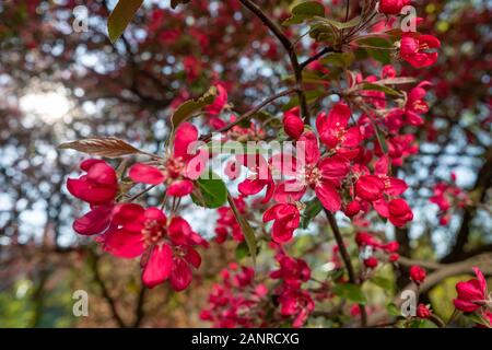 Red crab apple fiori su un albero di mele vicino fino in spirng Foto Stock