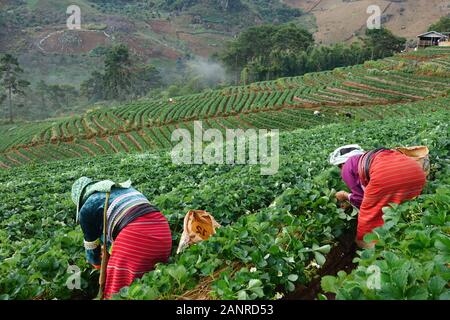 Hilltribes lavorando sul campo di fragole in stagione di raccolto , Chiangmia Thailandia Foto Stock