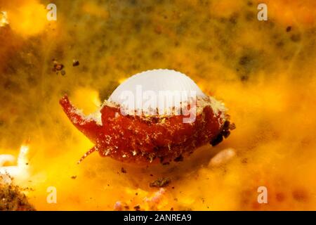 Trivia Shell che mostra manto, syphon e gli occhi. Tulamben, Bali, Indonesia. Questi gusci assomigliare ad un piccolo cowry, ma non sono collegati Foto Stock