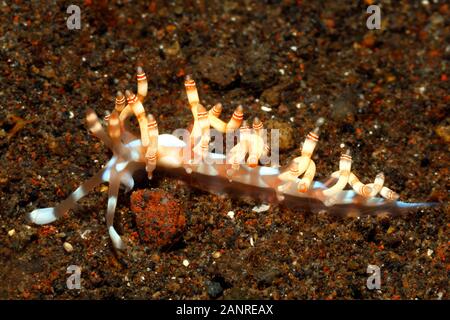 Nudibranch Aeolid, Samla bilas descritto precedentemente come Flabellina bilas. Tulamben, Bali, Indonesia. Mare di Bali, Oceano Indiano Foto Stock