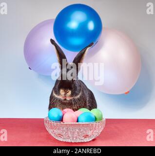 Coniglio nero vicino alle uova di Pasqua sotto i palloncini Foto Stock
