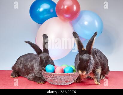 Sotto palloncini i coniglietti e vaso con uova di Pasqua Foto Stock