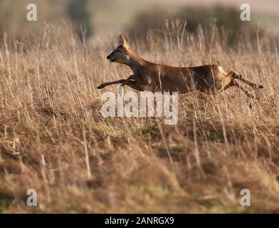 Una femmina selvatici il capriolo (Capreolus capreolus) saltando attraverso Cotswold praterie Foto Stock