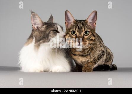 Due amici di gatti domestici nel Regno Unito Foto Stock