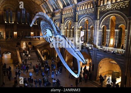 'Hope' lo scheletro di balena blu nella Hintze Hall, al Natural History Museum di Londra, Inghilterra, Regno Unito Foto Stock