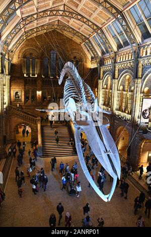 'Hope' lo scheletro di balena blu nella Hintze Hall, al Natural History Museum di Londra, Inghilterra, Regno Unito Foto Stock