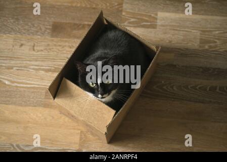 Bellissimi capelli lunghi gatto seduto in un cartone box carta e guardando la telecamera. Piscina e concetto di trasporto. Funny kitty cat seduto alla Foto Stock