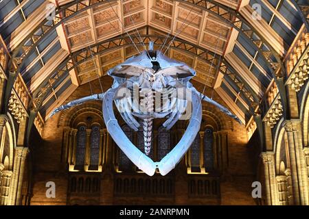 'Hope' lo scheletro di balena blu nella Hintze Hall, al Natural History Museum di Londra, Inghilterra, Regno Unito Foto Stock