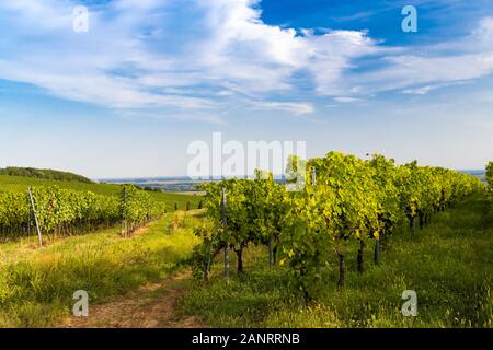 Vigneti vicino a Villany, Baranya, Ungheria meridionale Foto Stock