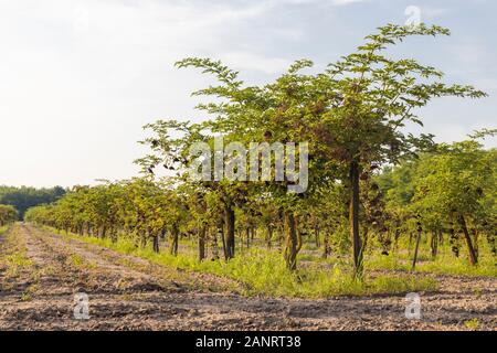 Il sambuco orchard in Ungheria centrale Foto Stock