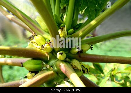 mazzo di papaya bello fiore gemme fiorire in un papaya albero Foto Stock