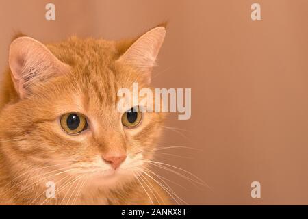 Divertente gatto rosso in casa accogliente atmosfera. tabby ginger cat. Guardando lo zenzero cat, seduto sulla sedia. Il piacere di colore arancione cat seduto sulla sedia e avente una Foto Stock