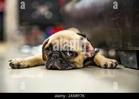 PUG posare a pavimento e cercare o aspettare qualcuno Foto Stock