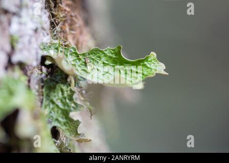 Lobaria pulmonaria, o di rovere lungwort rari licheni nel primario del bosco di faggio che cresce sulla corteccia di alberi vecchi Foto Stock