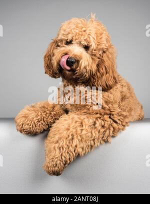 Cane da cockapoo maschile rilassante, fotografato nel Regno Unito. Foto Stock
