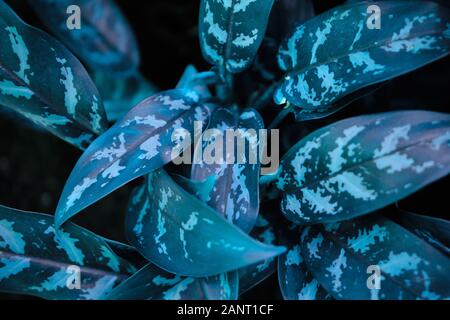 Lascia in trend ingess - classic blu. Colore del 2020. Vista dall'alto. Close up. Foto Stock