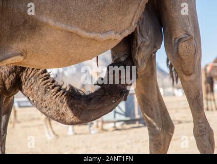 Baby cammello lattante latte, Najran provincia Najran, Arabia Saudita Foto Stock