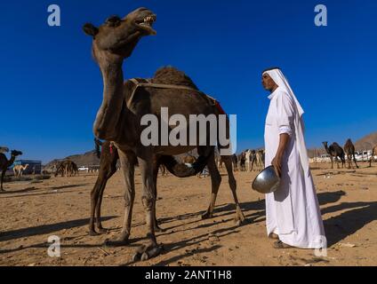 Arabia uomo miking un cammello, Najran provincia Najran, Arabia Saudita Foto Stock