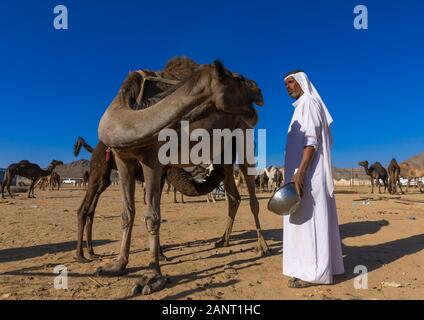 Arabia uomo miking un cammello, Najran provincia Najran, Arabia Saudita Foto Stock